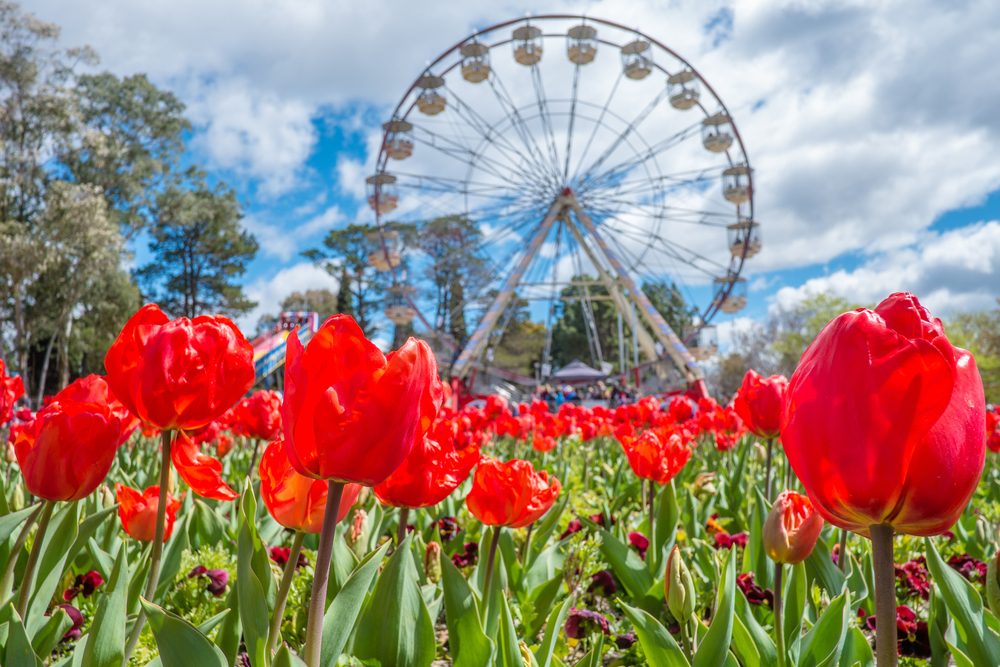 Canberra Floriade  Canberra Day Trip Tours  Bosfor Travel